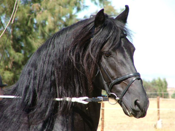 friesian_eibert2.jpg