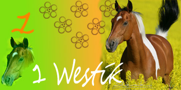 1 westík nový.jpg