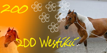 200 Westíků.jpg