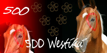 500 Westíků.jpg
