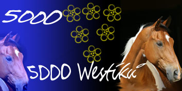 5000 Westíků.jpg