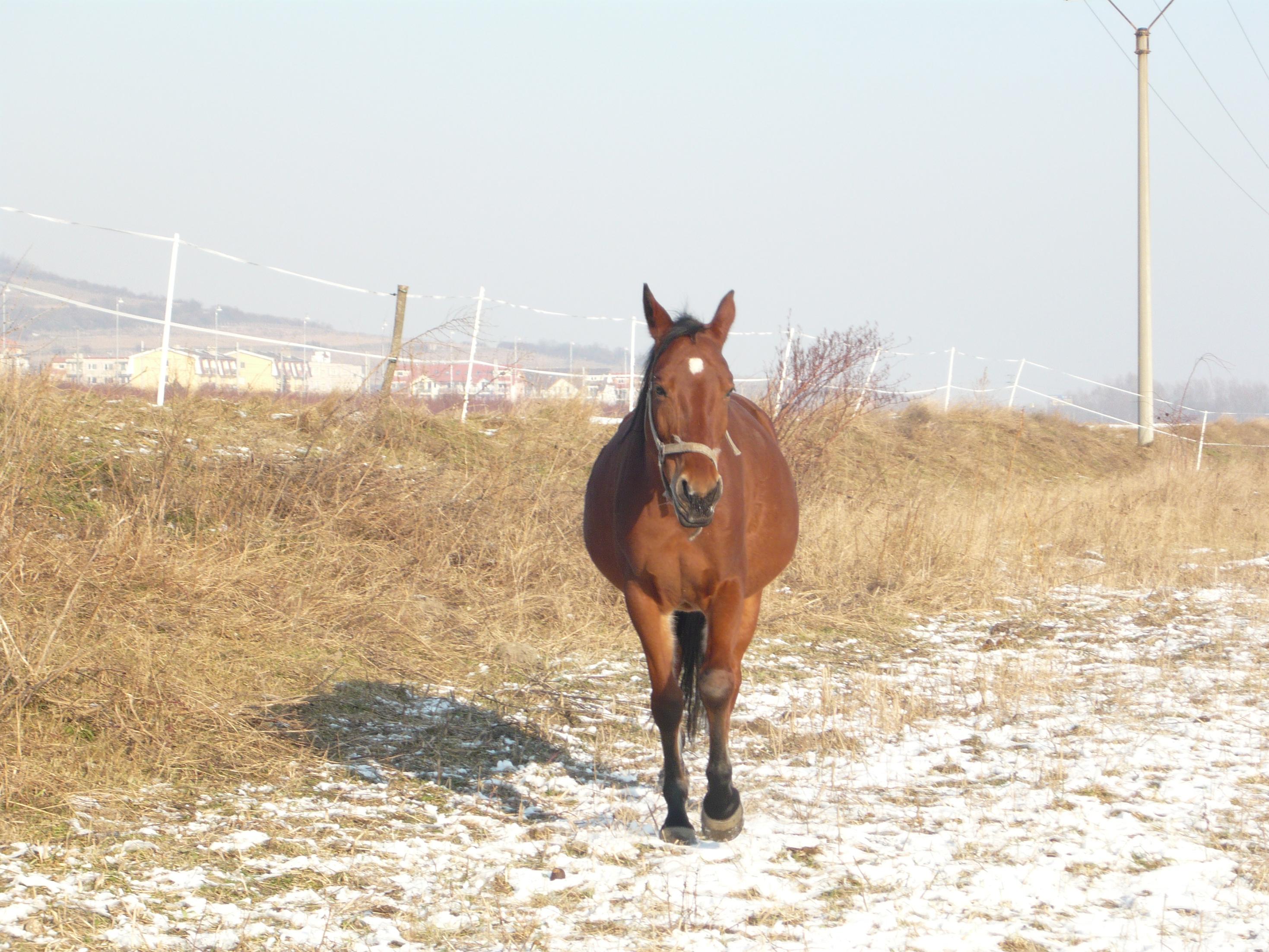 P1000327.jpg