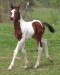 3.Needles%20pinto%20colt%20by%20BS1.jpg