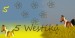 5 Westíků nové.jpg