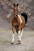 2.Tschech Warmblut West 88_001.JPG